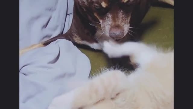 5_This dog exudes patience. #fyp #cutenessoverloaded #bestie #cats #dogs