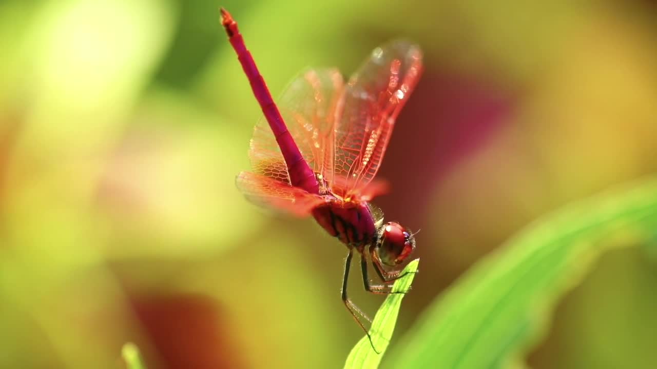 Mervilleuse insecte