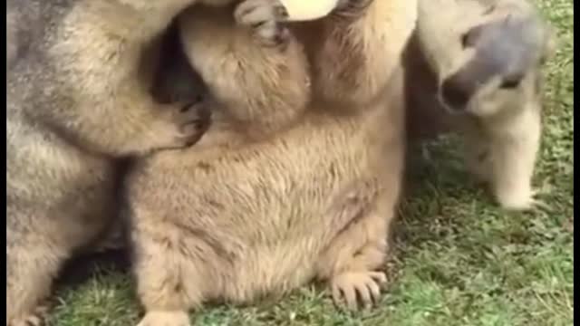 Small Cute Three Brother Eating Apple Story