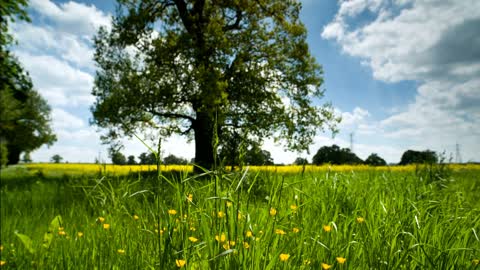 clips about countryside meadow