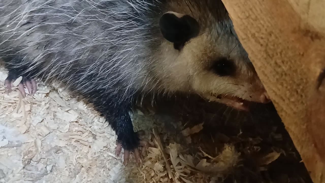 We Had An Opossum Visit Out Barn He Just Wanted To Get Out Of The Rain.