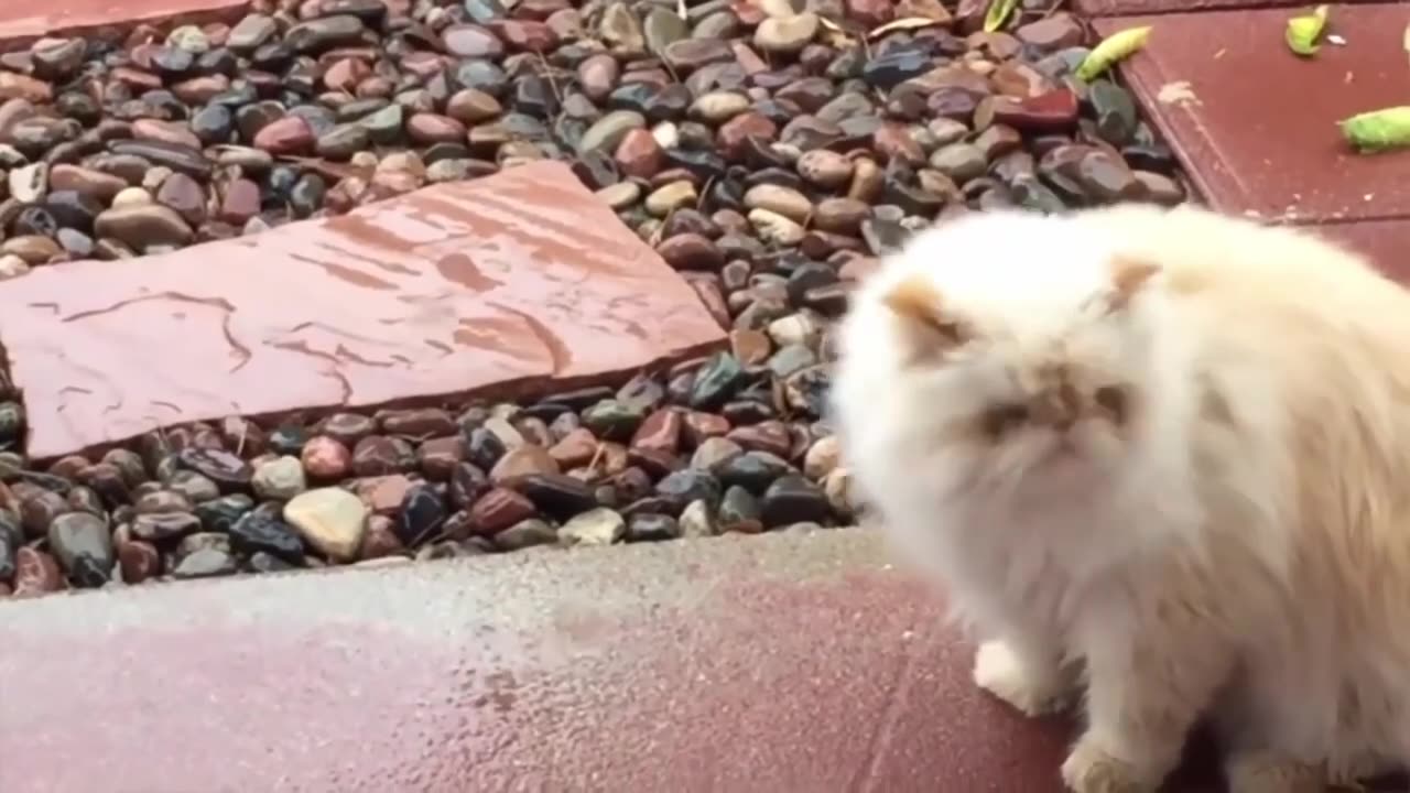 The Best Funny Cat Videos Of The 2023 - Funny Cats Compilation #54