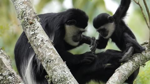 Colobus Monkey Mum + Baby -Sound on-