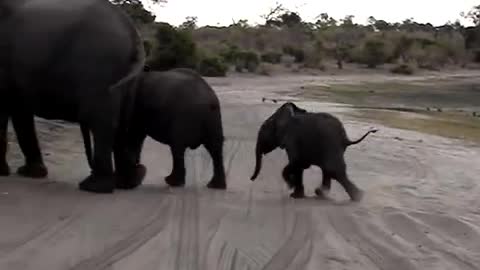 Baby elephant sneezes and scares himself