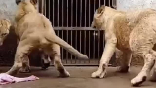 Dinner_time #animal lions