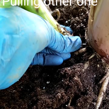 Separating Baby Banana Plants from Mother Plant