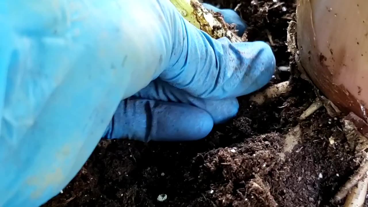 Separating Baby Banana Plants from Mother Plant