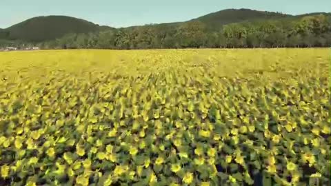 Floral scent