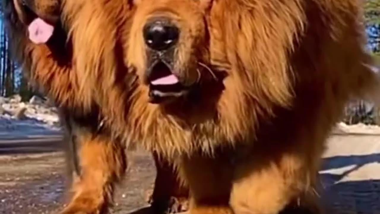 World's Biggest & Deadliest Dog and the most affectionate dog breed