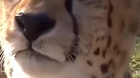 How a big kitty Cheetah 🐆 meows #wild#cat