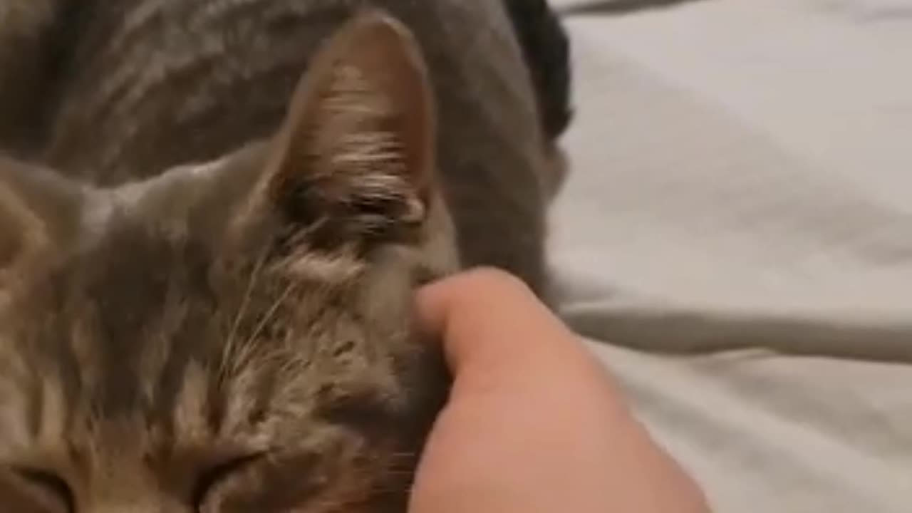 Cute cat