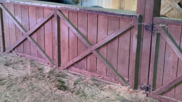 Mini Horse Turns on Fan to Make Herself More Comfortable