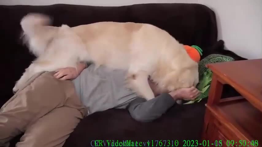 My Dog Reacts to the Fact That I Suddenly Fell Asleep