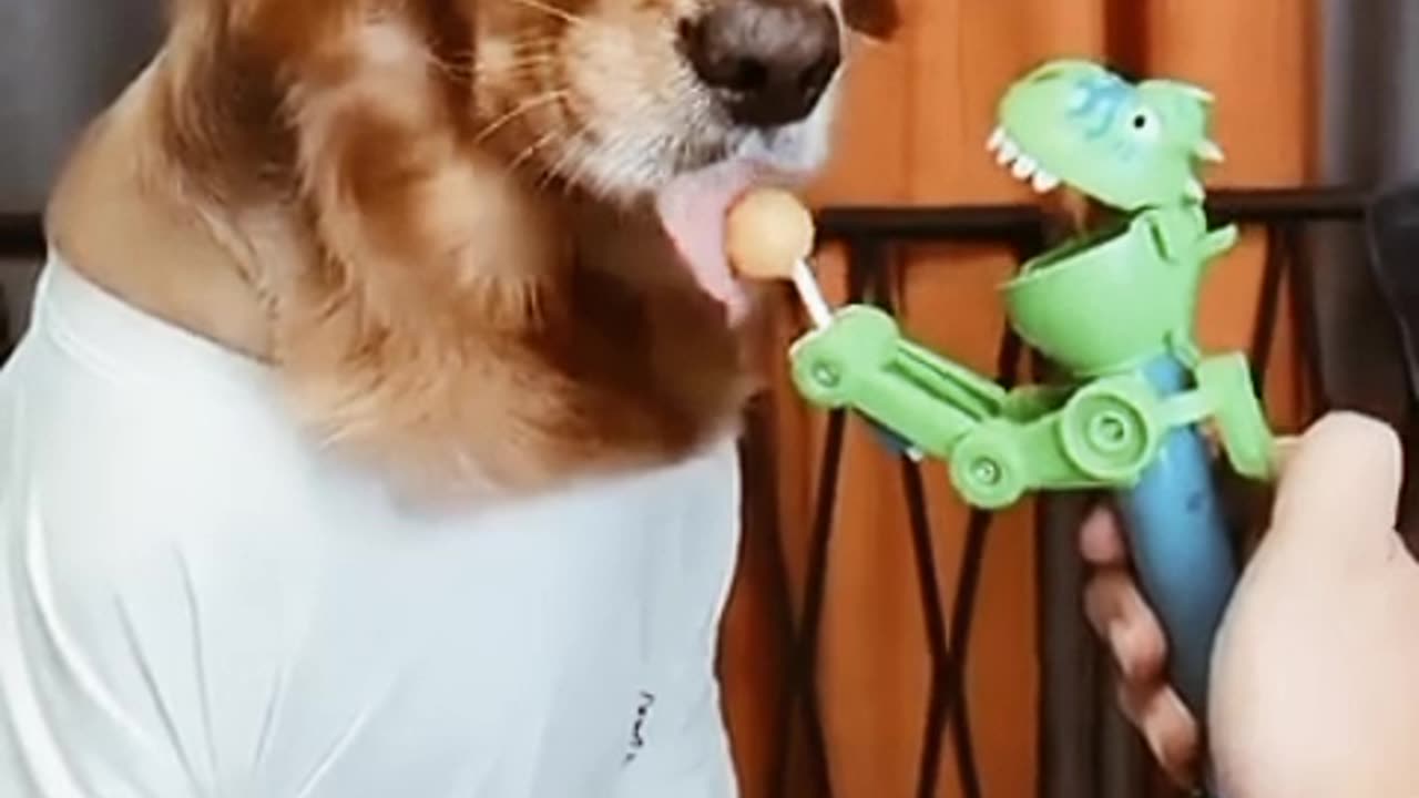 Dog is funny 🤣🤣🤣