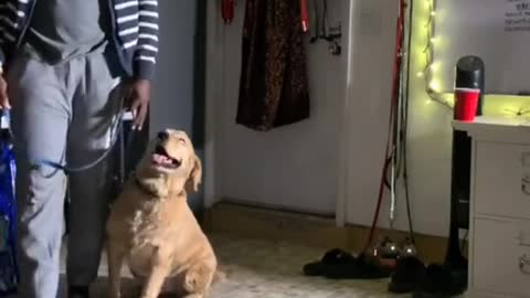 Dog video
