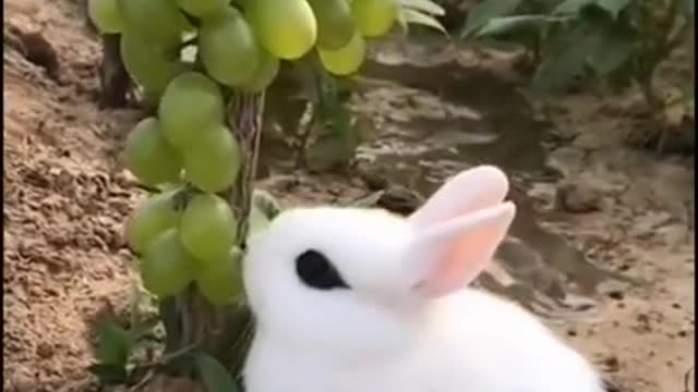 Cute rabbit