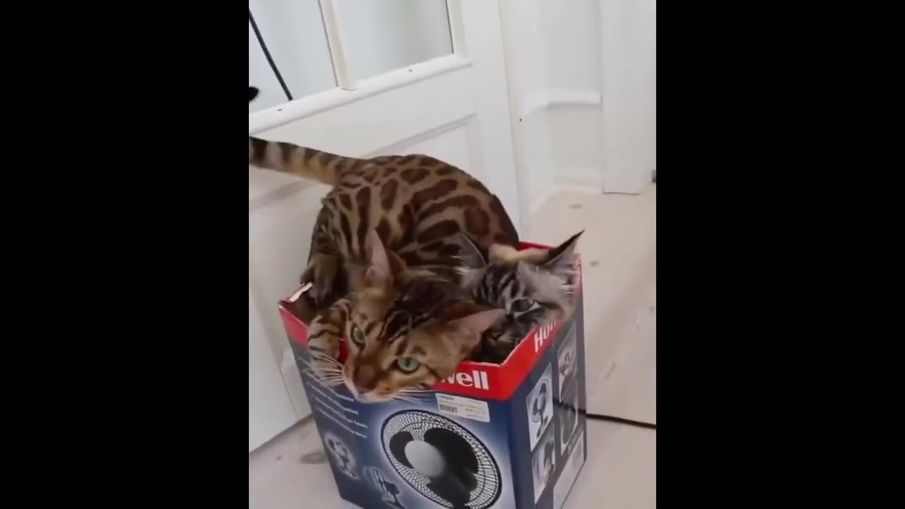 Cats having fun