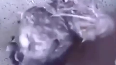 The Bathing Rat and dancing Rat Funny video
