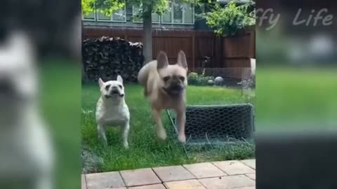 Funny dogs