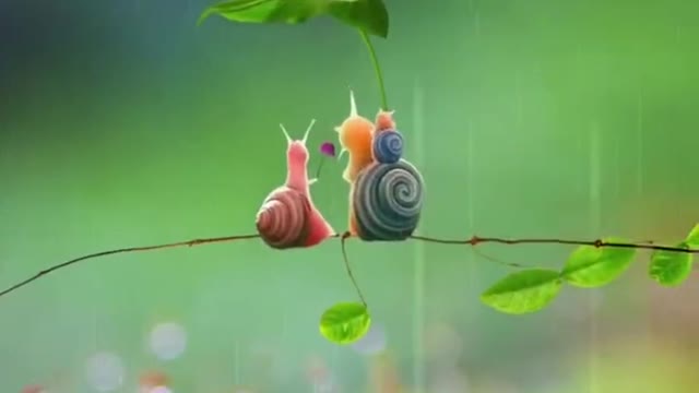 The Life of a Snail