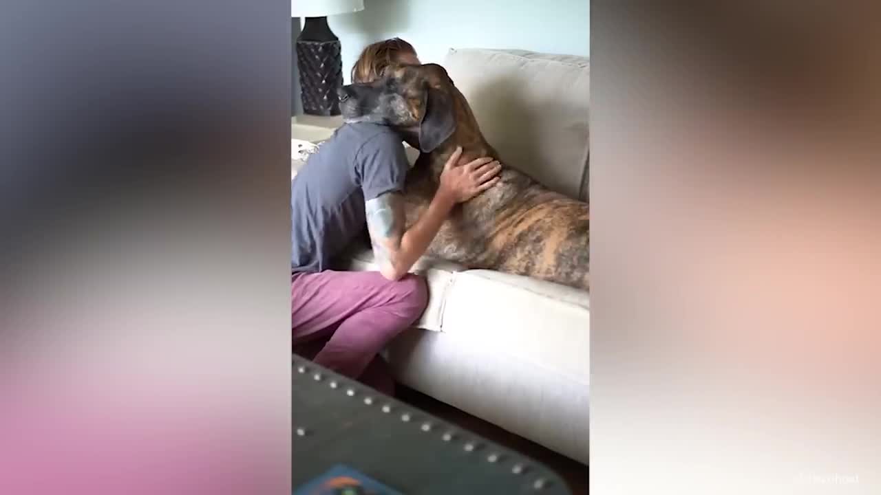 Cute Dog Can't Stop Hugging Their Human - Cute Animal Show Love