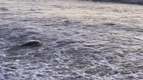 Mom and Baby Turtle head to the Sea