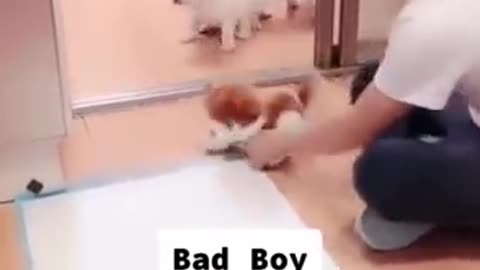 Funny dog training