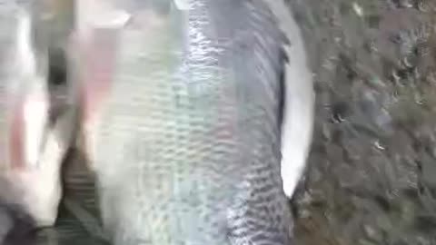 Tilapia Fish