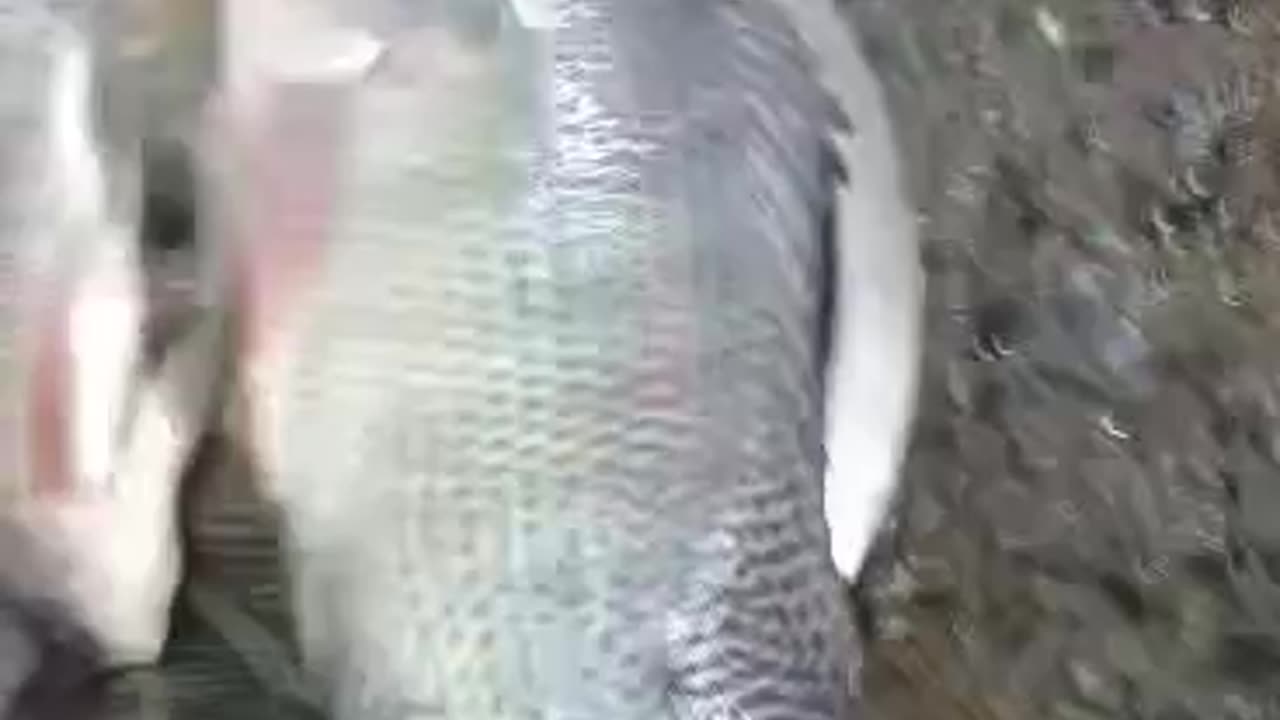 Tilapia Fish