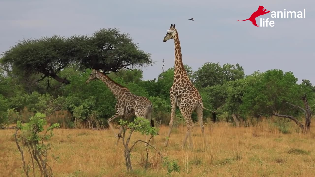 hyena passes out after happy ending