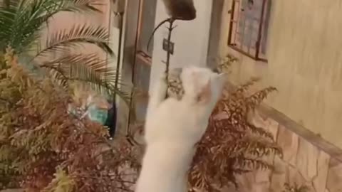 So funny 🐈‍⬛ cats animal .😂😂