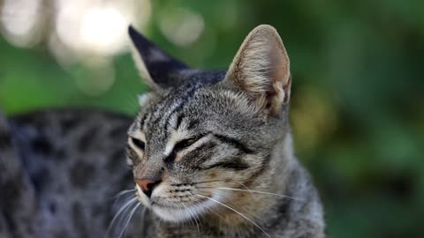 Love cats video and funiy video /animals videos /cats