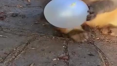 ADORABLE BABY MONKEY
