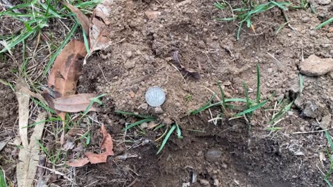 More Sterling Silver Minelab Manticore