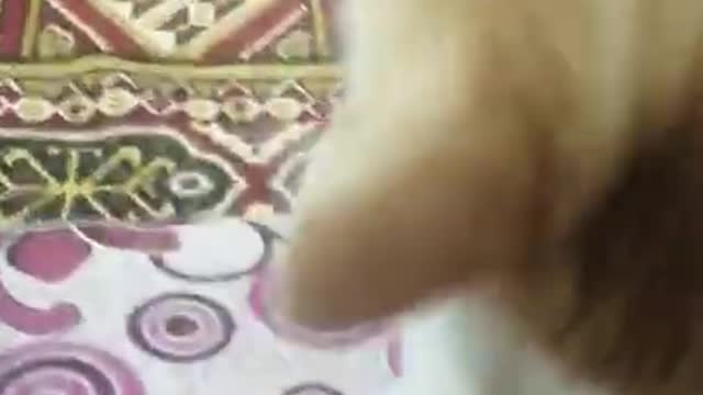#cat+#cute+#cat+#cats+#cutecat+#shorts+#cutebaby+#comedy+#funny+#funnycats+#funnycat+#cuteanimals(3)