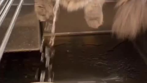 cat fills his water bowl using it's head