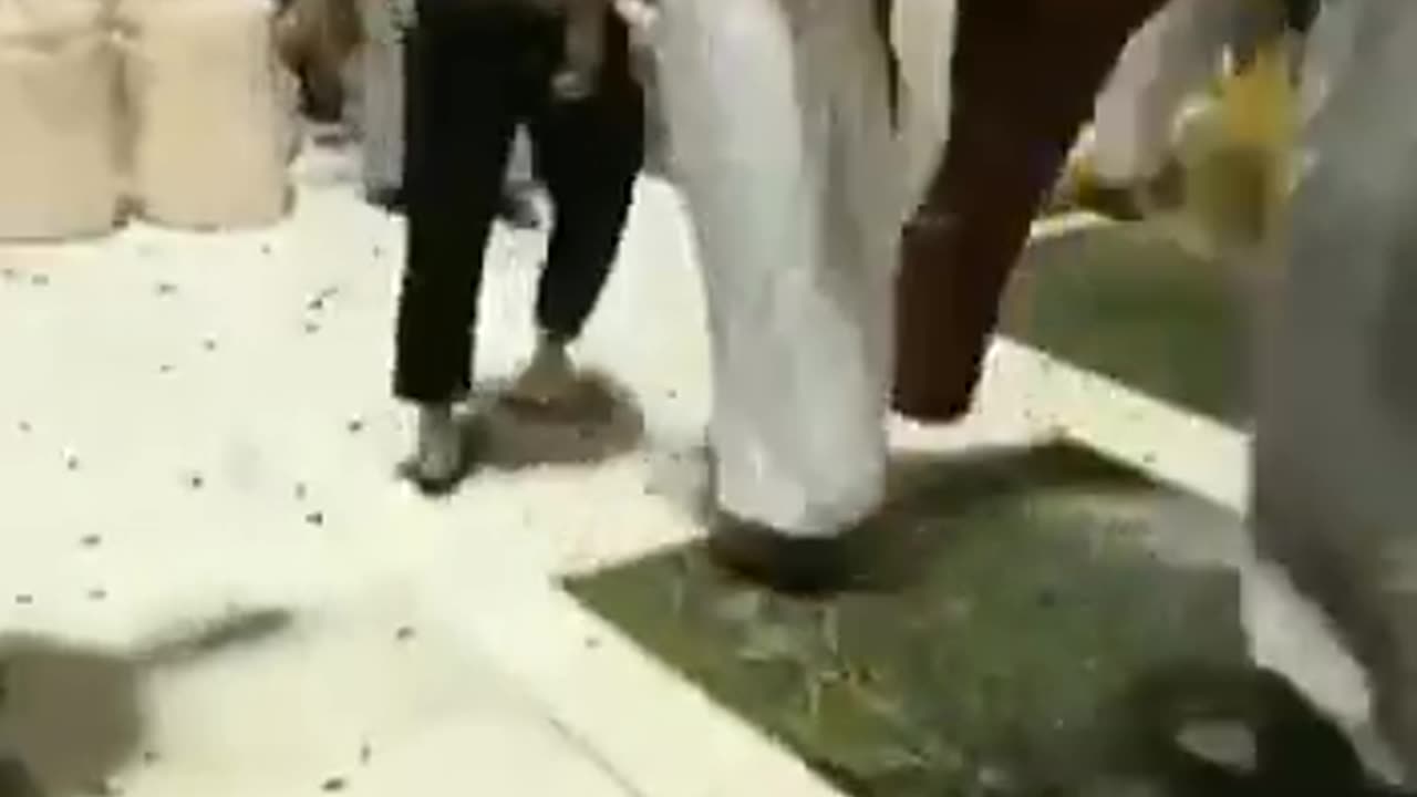 Locusts? Biblical? Watch.