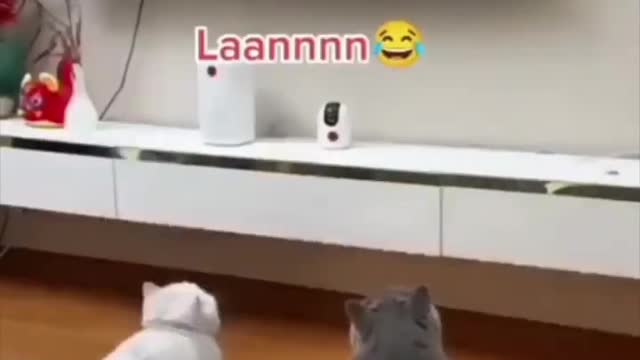 Funny Animals