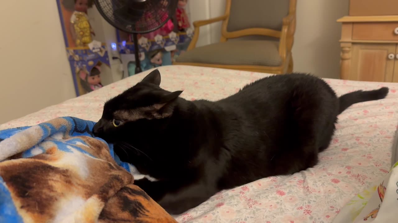 Cute Precious Piper Has Some Morning Kitten Time - Adopting a Cat from a Shelter Vlog