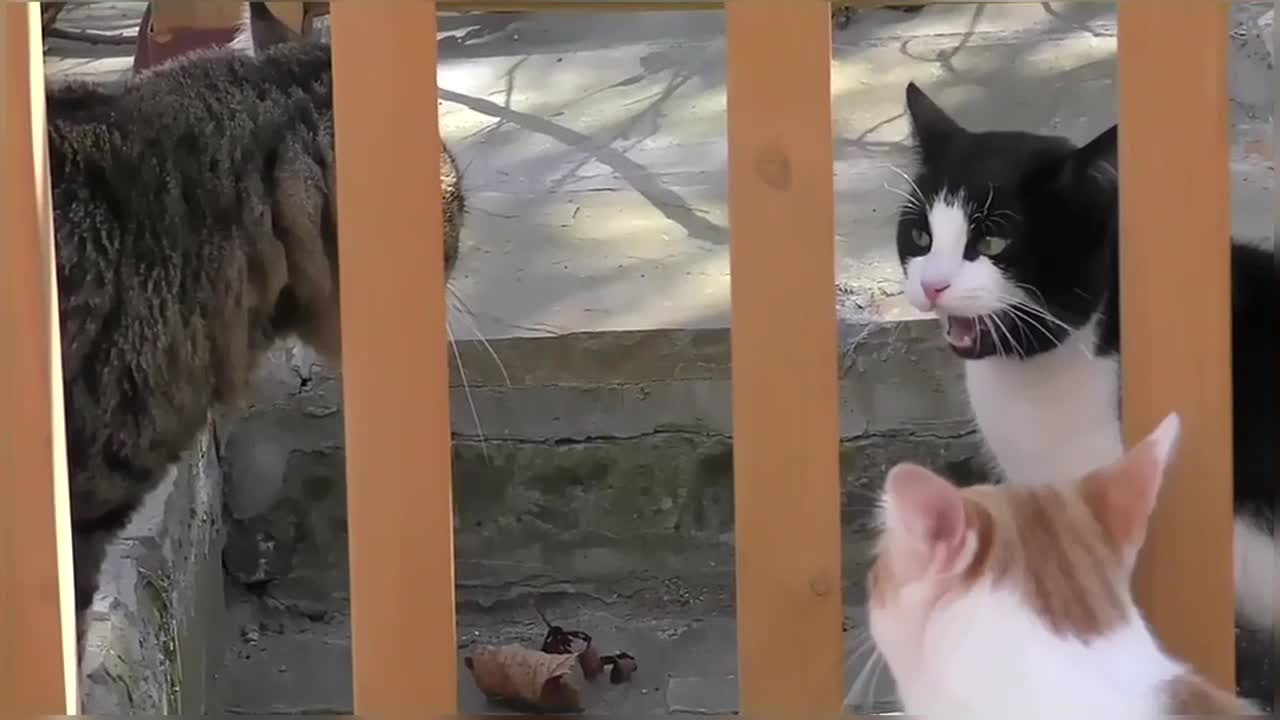 Funny & Cute Cat Compilation Video