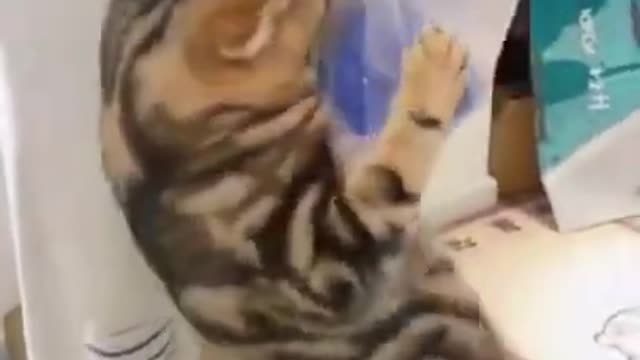 Cat training video