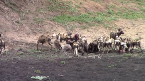 Pack of wild dogs catching waterbuck and unborn calve. NOT FOR SENSITIVE VIEWERS.