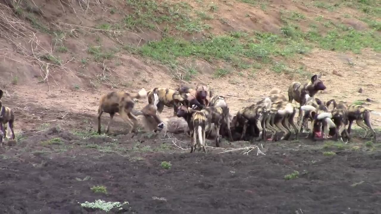 Pack of wild dogs catching waterbuck and unborn calve. NOT FOR SENSITIVE VIEWERS.