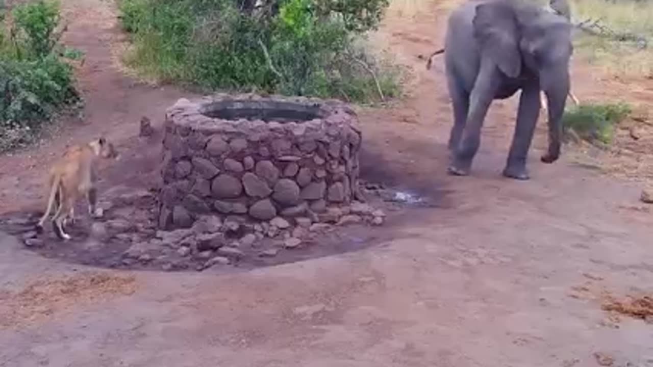 Elephant Splashes Lion! (CAUGHT ON CAMERA)