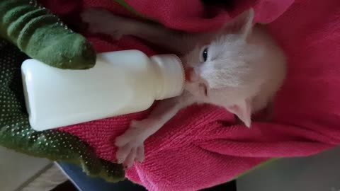 RESCUED KITTEN FOUND AT ABANDONED HOUSE!