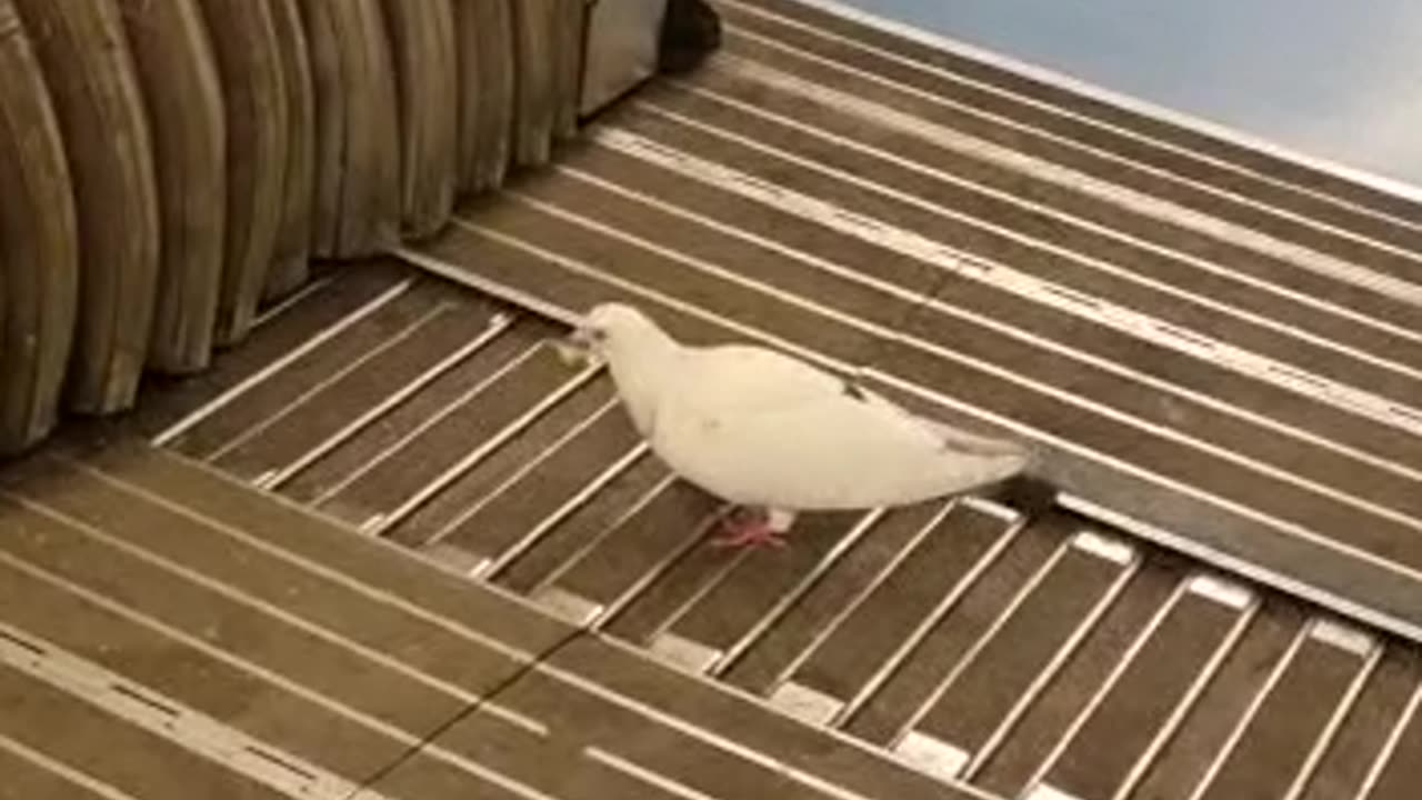 A Pigeon's Morning Commute