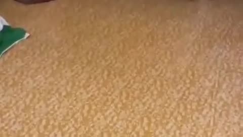 Cats and dogs