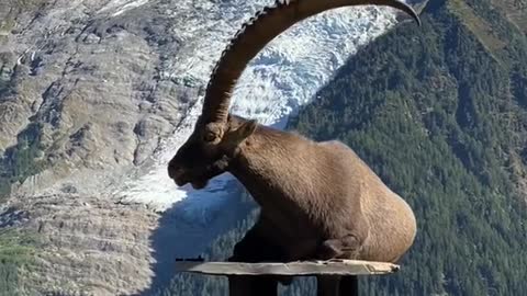 Wonderful animals