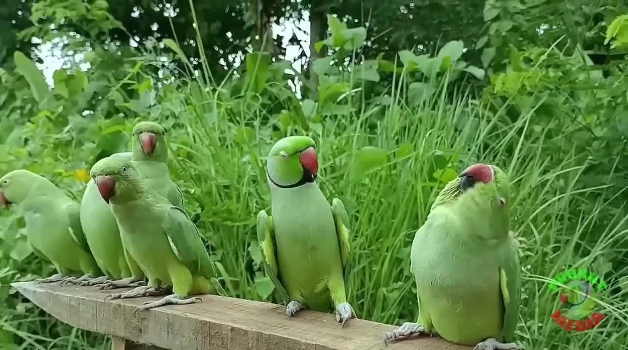 Parrot Nature Videop1