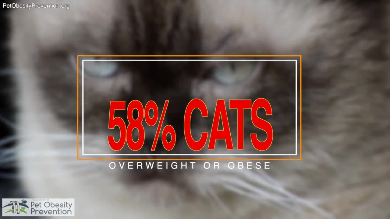 National Pet Obesity Survey 2016